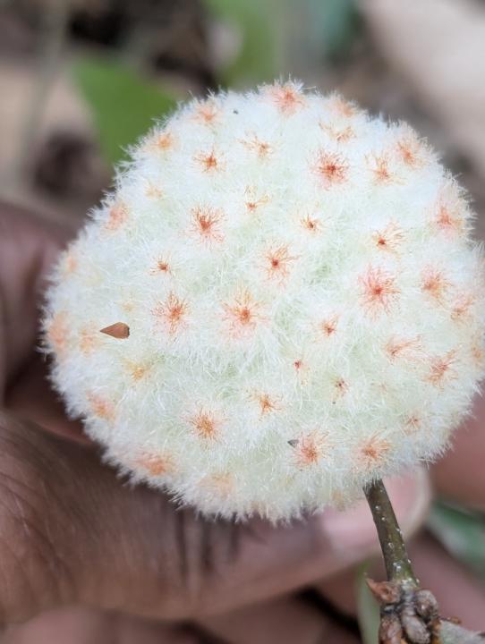 Straight Outta Whoville: The Wool Sower Gall 