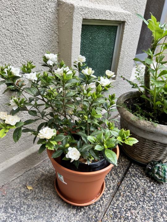   ✨ PROPIEDADES DEL JAZMÍN🤍