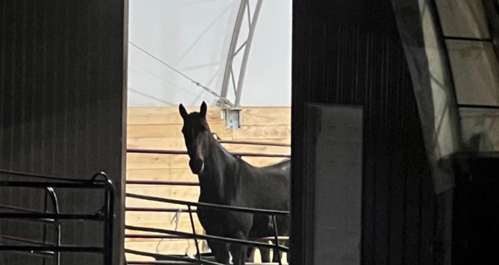 Horses: Working Safely Alone