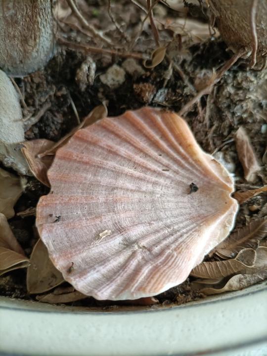 Tomás García Soldado