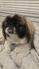 Marcellino Villagrana