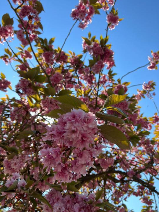 Josephine Bruun Klintø Knudsen