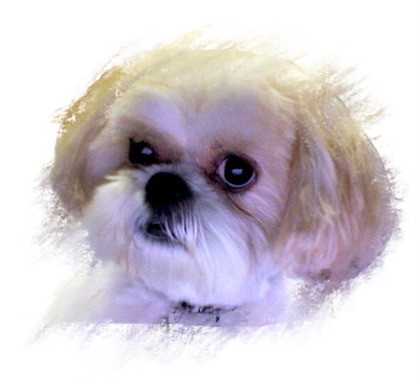 Denise Banjavich-Wright