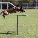 Midwest Canine Training Club icon
