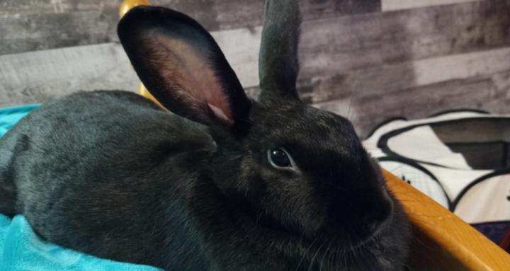 House Rabbit Care & Comfort