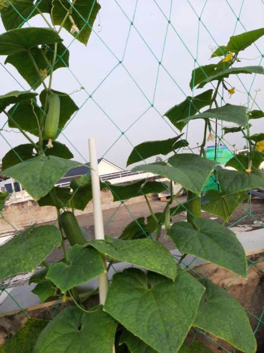 Nguyễn Thị Hồng Nguyễn Thị Hồng