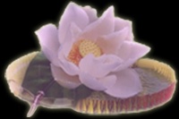 Saiphin W