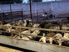 Aaron Orozco martinez