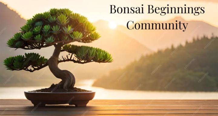 Bonsai Beginnings