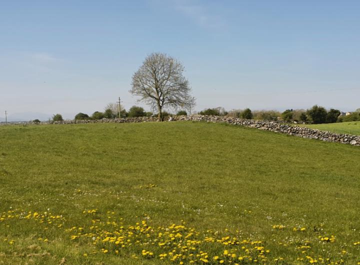 Sheila O'Connell