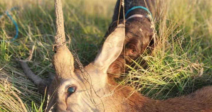 TheMonaroGundogDeerHunting