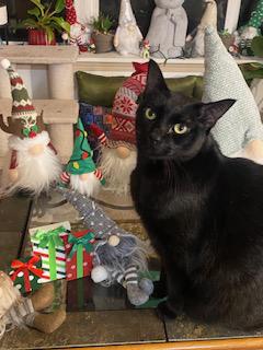 BREAKING NEWS: Gnome Casualties Continue in Holiday Home