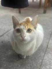 Kama Kan