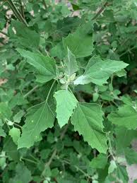 Alguien conoce esta planta ? 