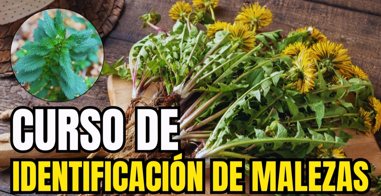 IDENTIFICACIÓN DE MALEZAS