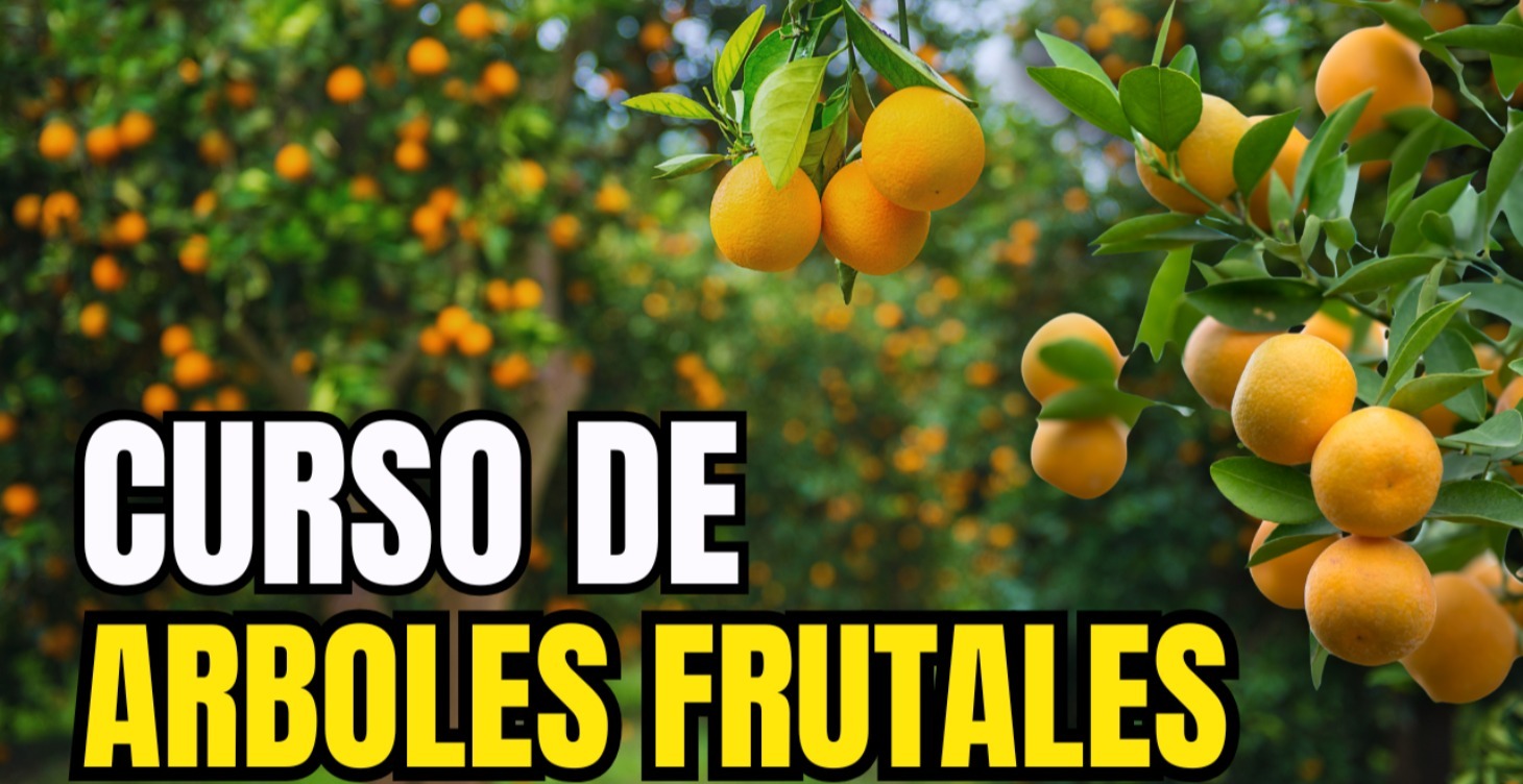 ÁRBOLES FUTALES