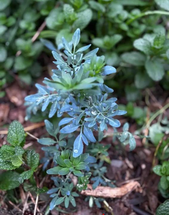 🌿RUDA: Una Planta Mística✨