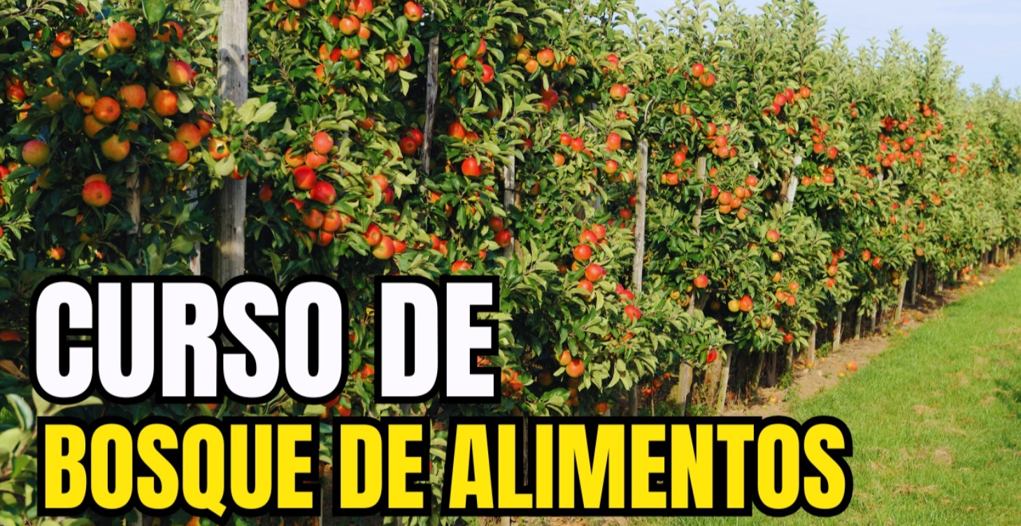 BOSQUE DE ALIMENTOS