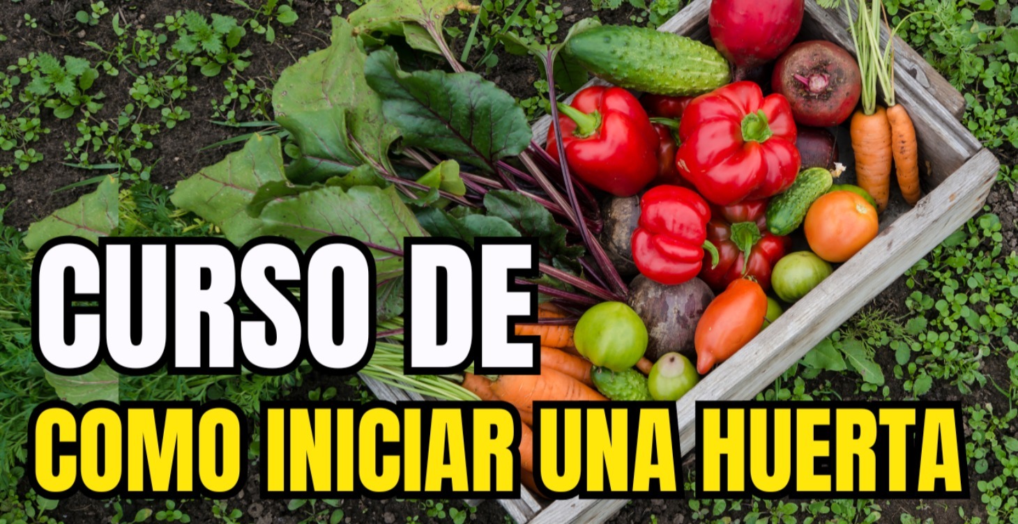 Huerta en Casa Desde 0
