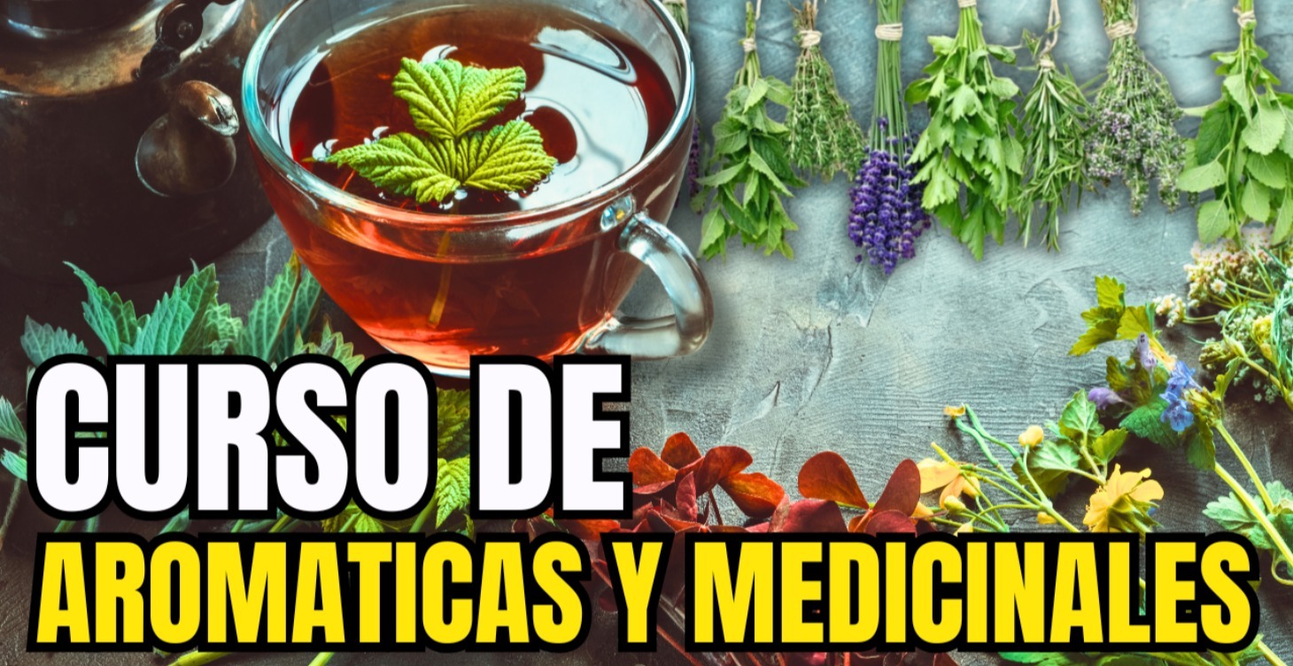 AROMATICAS Y MEDICINALES