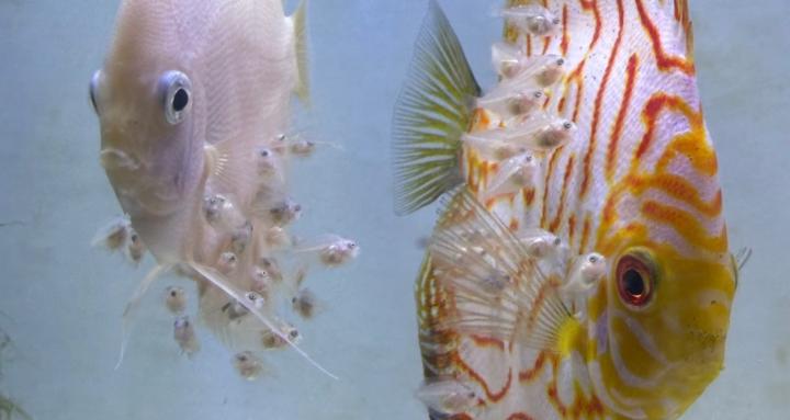 Fish keeping for Beginners