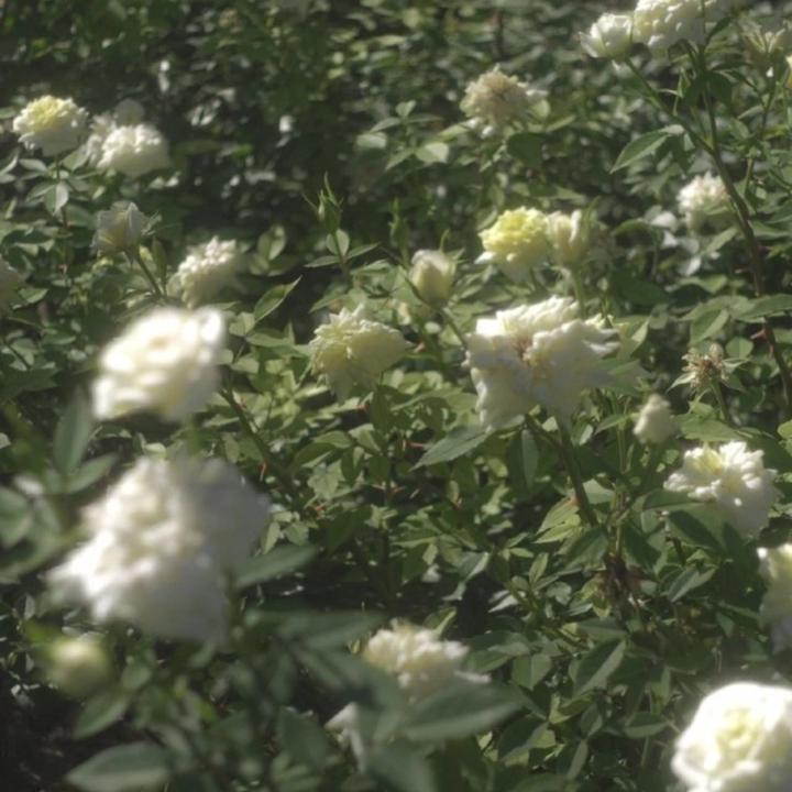 Dương Hoàng Kiệt