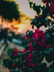 Meerab Fatima