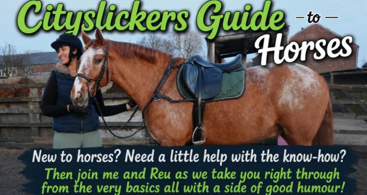 Cityslicker's Guide to Horses