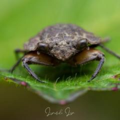 Leonardo Leon Castaño