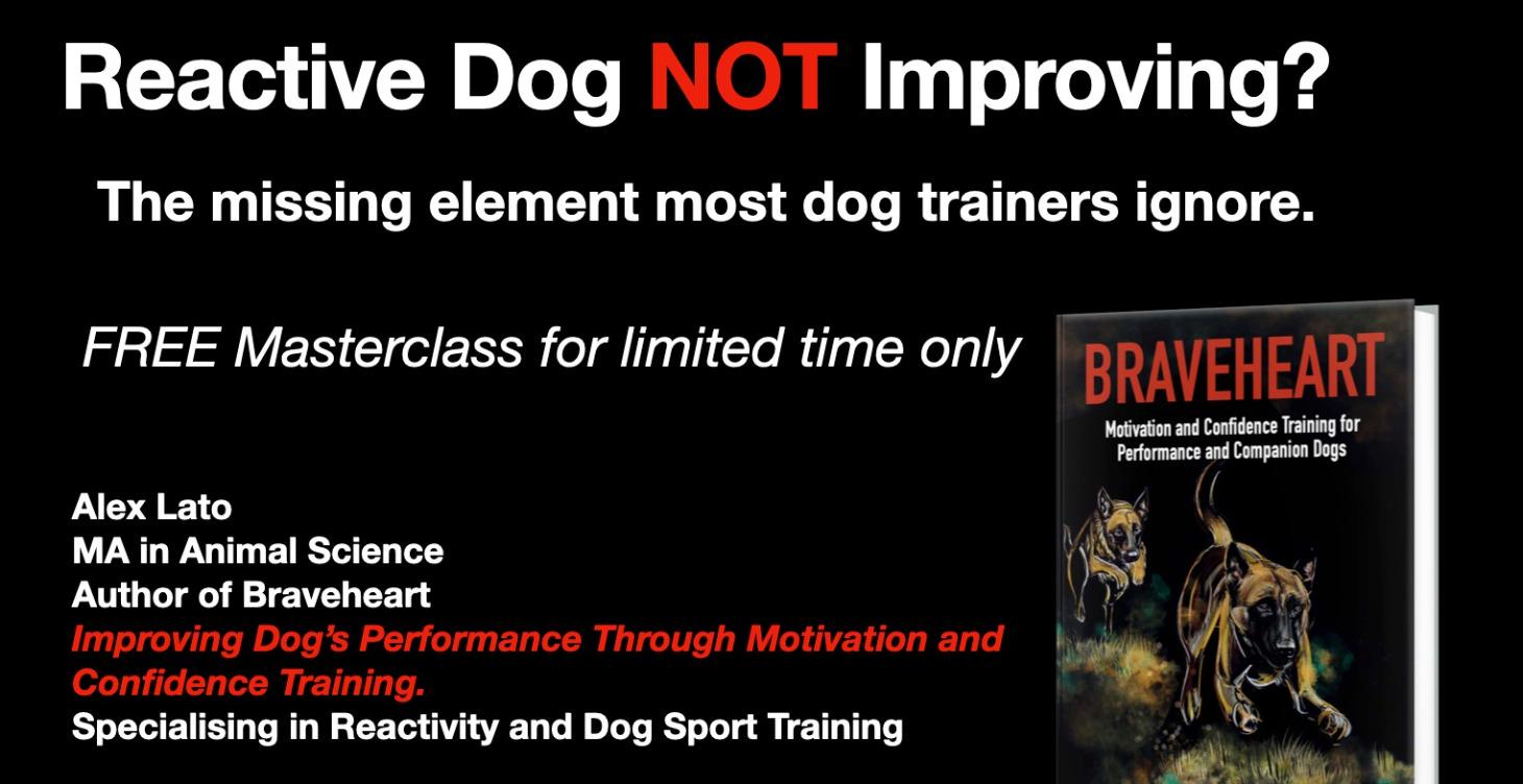 Reactive Dog NOT Improving?