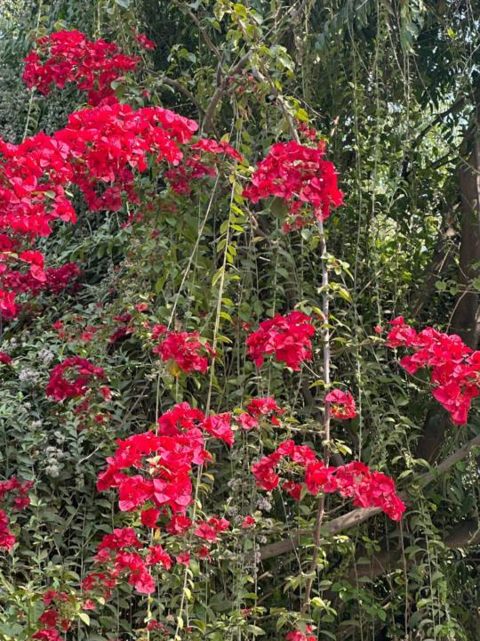 Ume Rushan