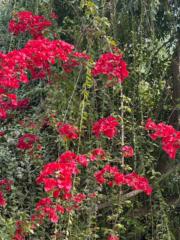 Ume Rushan