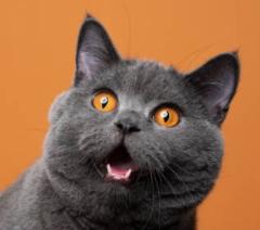 Olivier Michel Gomez