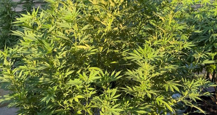 GROW UTOPIC-Discover Our Truth