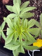 Adriana Del Rosario-Ycaza