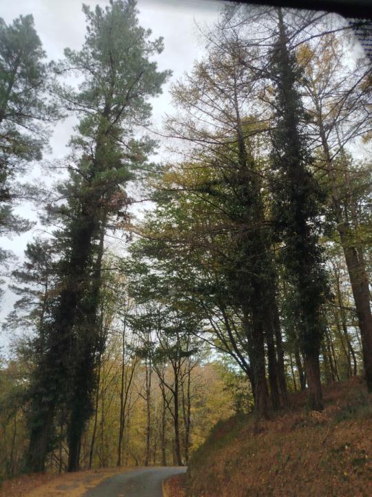 Begoña Delgado Acera