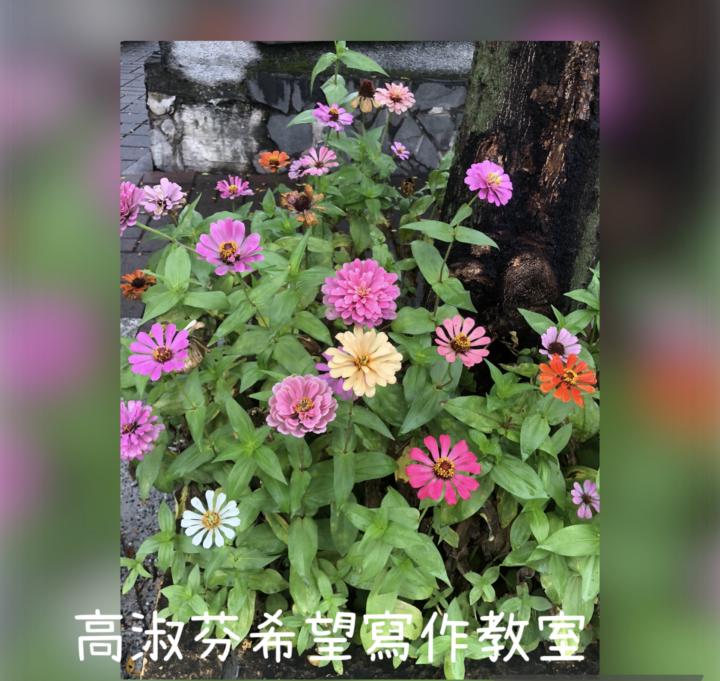 🌲分享今天小學代課的溫馨與感動（作者：高淑芬老師）🌲