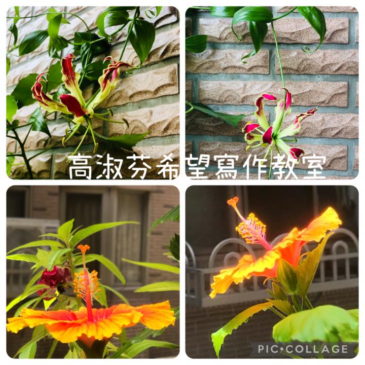 🌲【植物 X 生活】兩種火焰的兩種熱情，與寫作的無限可能（作者：高淑芬老師）🌲