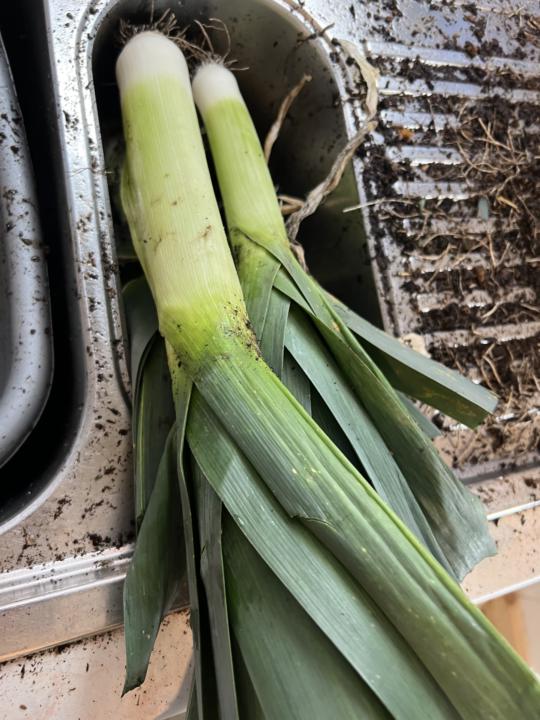 LEEKS