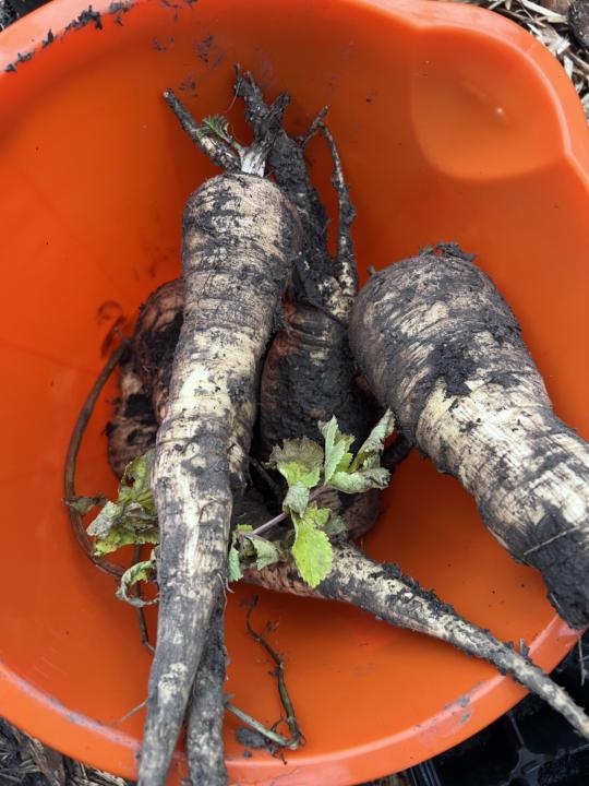 Parsnips, so many Parsnips