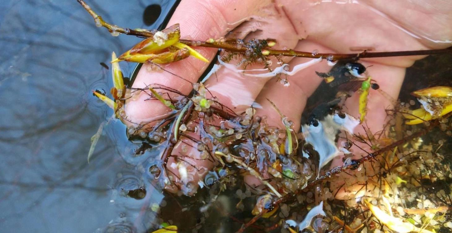 Natural Diet & Workings