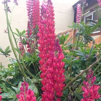 Pilar De la fuente gutierrez