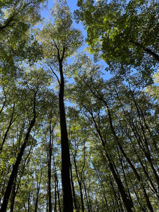 Ancuta Florea