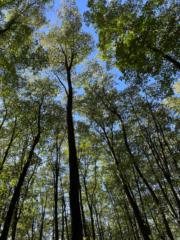 Ancuta Florea