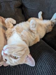 Tim Alexander Murphy