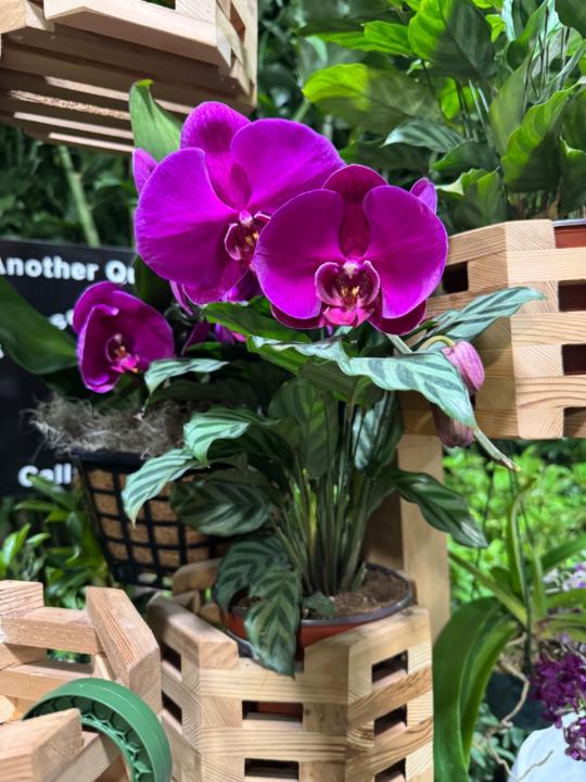 Ariadna Ramos Loucraft