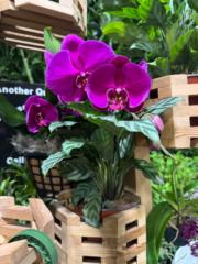 Ariadna Ramos Loucraft