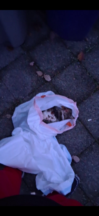 Atropellaron la gata