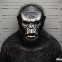 Koba Yashi