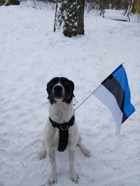 Külly Kristmann